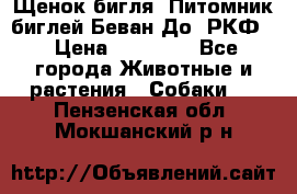 Щенок бигля. Питомник биглей Беван-До (РКФ) › Цена ­ 20 000 - Все города Животные и растения » Собаки   . Пензенская обл.,Мокшанский р-н